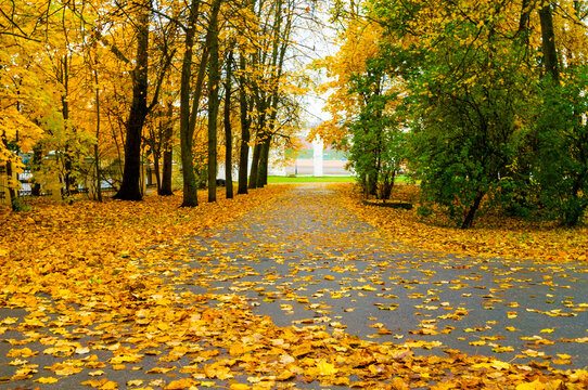 Autumn cloudy October park landscape background. A wide alley completely covered with fallen yellow leaves and tall trees lining the path