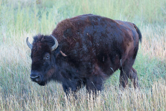 Wild American Bison on the high plains of Colorado. Mammals of North America.