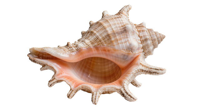 Detailed spiky seashell with pink interior, isolated on transparent background