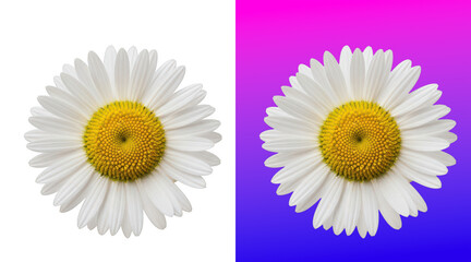 Obraz premium Beautiful white daisy flower with yellow center