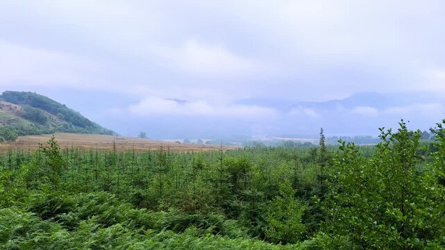 Peaceful early morning view across a misty green valley, surrounded by lush woodland, ferns and rolling hills disappearing into soft atmospheric mist and low cloud.