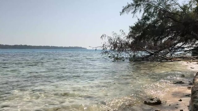 Sandy beach coast view with tree branch extending over clear water
