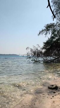 Tree on beach shore with clear shallow turquoise water view