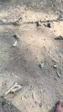 Stone debris and coral pieces on wet beach sand surface