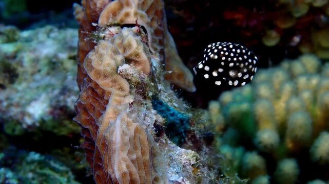 fish in aquarium