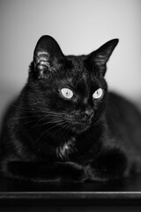 black and white Portrait of a black cat © Nikoleta