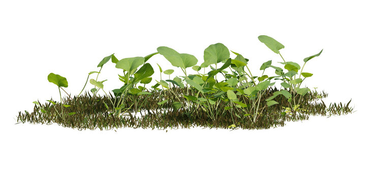Isolated patch of green grass and broad leaves with a transparent background, representing growth and nature