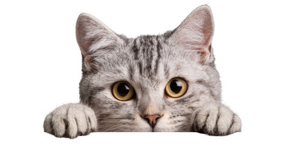 Curious tabby cat peeking over edge, isolated on transparent background © Lilia