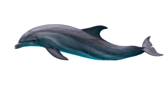 Gray dolphin swimming, isolated on transparent background