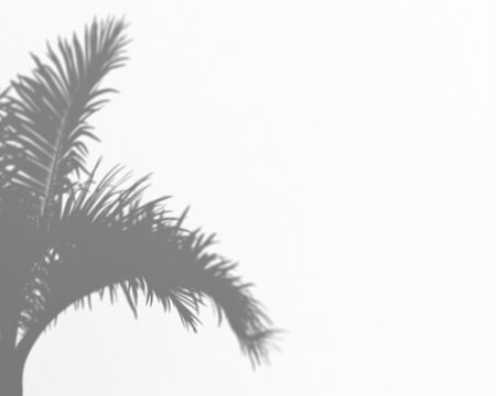 Palm leaf shadow overlay on a transparent background, natural tropical plant silhouette, exotic summer vacation backdrop