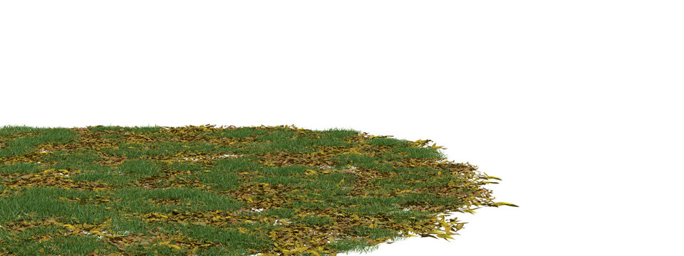 Patch of green grass with scattered dry leaves, autumn ground cover element, natural texture on transparent background