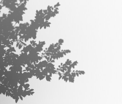Shadow of leafy branches casting a dappled pattern on a transparent background, creating a natural and airy atmosphere, overlay effect