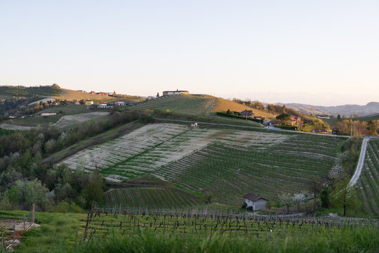 Diano d'Alba Vineyards Across Rolling Langhe Hills