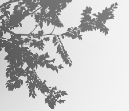 Shadow of tree branches and leaves cast on a flat surface, natural overlay effect, subtle nature inspired background texture