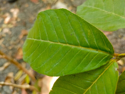A photo of a guava leaf with clearly visible veins.