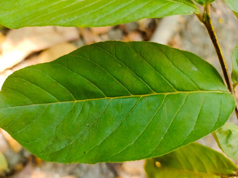 A photo of a guava leaf with clearly visible veins.