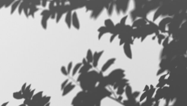Shadow overlay of delicate leaves and branches, soft natural sunlight effect, transparent background for design