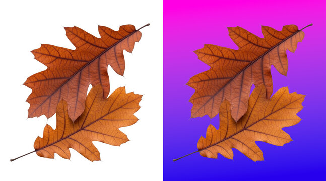 Dried brown oak leaves on dual background