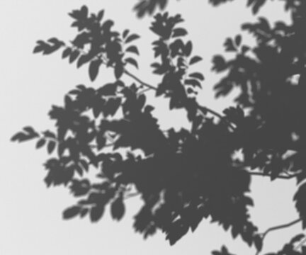 Shadow overlay of tree leaves and branches on a neutral background, nature pattern, organic shapes, minimalist design element for backdrop or texture