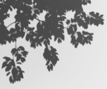 Shadow overlay of tree leaves and branches on a transparent background, subtle natural texture, suitable for design elements