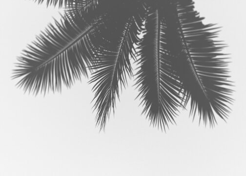Silhouette of palm tree fronds against a transparent background, tropical foliage detail, nature's pattern