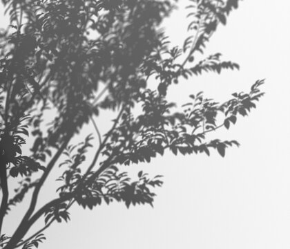 Tree branch shadow overlay on a transparent background, creating a natural dappled light effect, delicate silhouette pattern for design elements