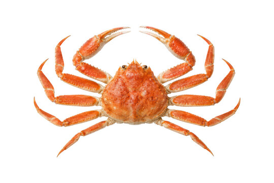 Top view of an orange cooked crab with spread legs and claws isolated on a clean white background, seafood and culinary concept.