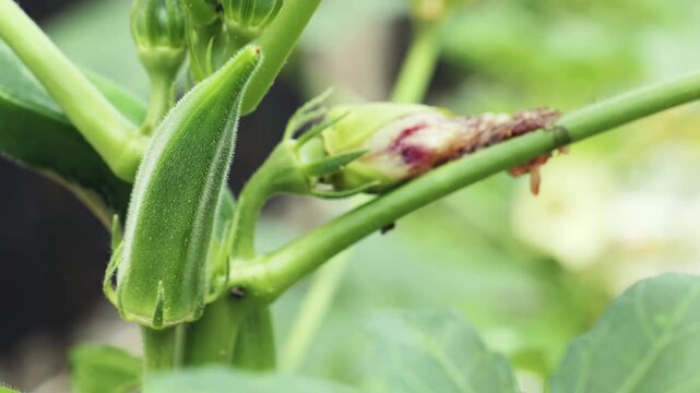 Close-up of Fresh Okra Growing on Plant	