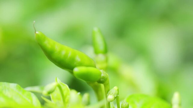 Close-up of Green Chili Pepper Growing on Plant, Fresh Green Chili on the Vine Outdoors	