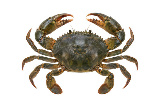 Top view of a mud crab with open claws isolated on a clean white background, displaying natural shell texture, articulated legs, and detailed crustacean anatomy.