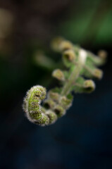 Macro shot of uncurling hairy green fern fiddlehead frond on dark background © chris