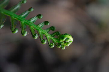 Macro close up of fresh green uncurling fern frond leaf tip © chris