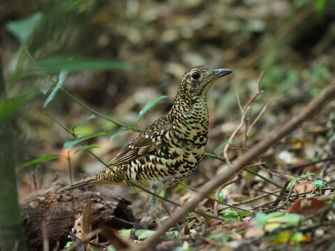 Amami thrush(Zoothera dauma major) subadult in Amami Oshima. Natural Monument of Japan.