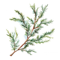Fototapeta premium Juniper branch watercolor drawing with green foliage creating a botanical evergreen element transparent background
