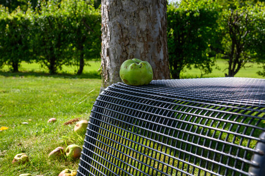 A solitary apple on presented in a natural scene in an outdoor setting, in a natural environment, under daylight, with a natural mood, suitable for wildlife, conservation.