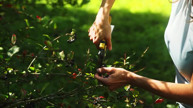Female hands cutting small Aronia melanocarpa branches with pruning shears during careful berry harvesting in bright outdoor garden conditions