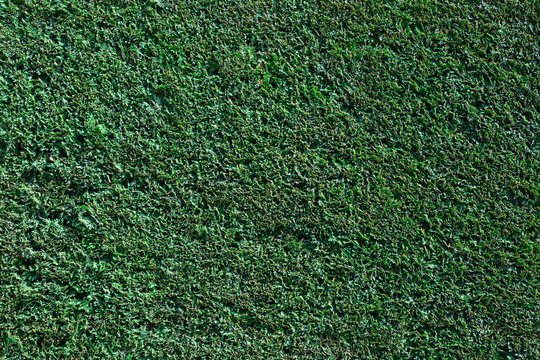 Vibrant Green Mossy Lawn presented in a natural scene in an outdoor setting, in a natural environment, under daylight, with a natural mood, suitable for wildlife, conservation.
