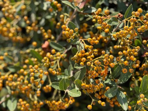 Pyracantha firethorn bush with bright yellow berries background