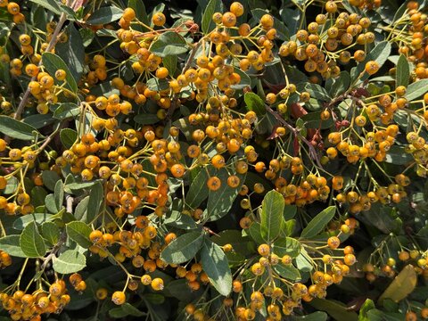 Pyracantha firethorn bush with bright yellow berries background