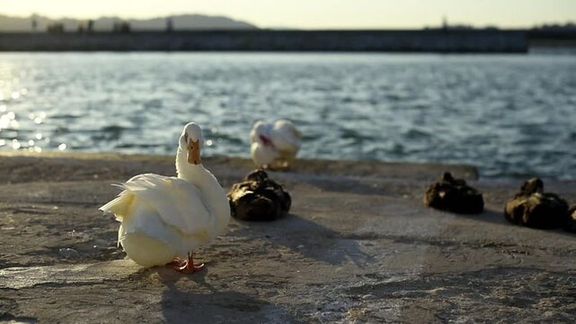 A domestic white duck stands on a paved waterfront ledge and preens its plumage near the sea. Other waterfowl rest on the ground behind it as soft sunlight glints off the water.