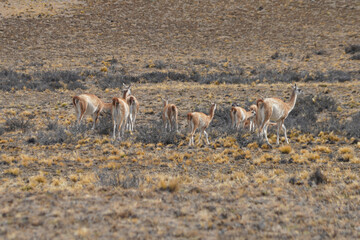 Le Guanaco ,  (Lama guanicoe ) est un camélidé sauvage présent en Amérique du Sud. © Laurent JAMIN