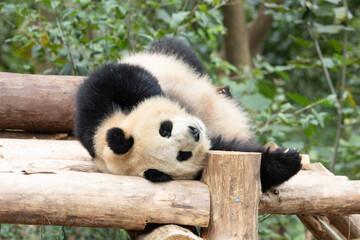 Playful Giant Panda Lying Upside Down on a Wooden Platform © foreverhappy