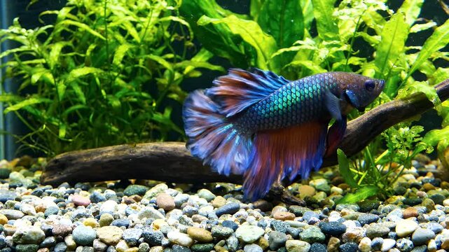 Siamese Fighting Fish Swimming in Aquarium - A vibrant Siamese fighting fish with iridescent scales and flowing fins swims gracefully in a planted aquarium.