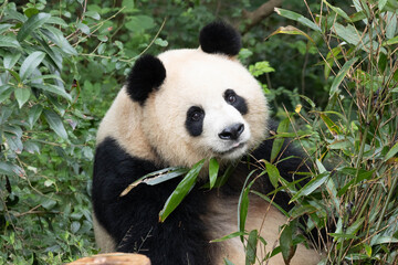 Giant Panda, Yuan Run, Sitting and Munching on Fresh Bamboo Leaves © foreverhappy