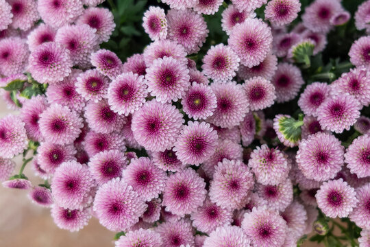 Fondo floral de crisantemos rosadas