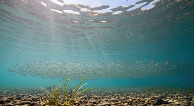 Underwater view of small fish school swimming in clear river.