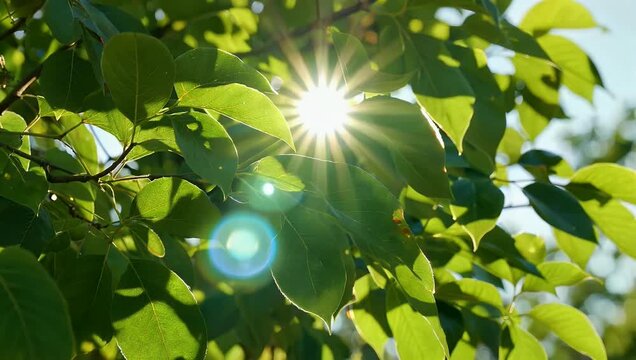 Cinematic 4K Ultra HD slow-motion video showing golden afternoon sunlight filtering through dense green canopy foliage creating soft bokeh circles and brilliant lens flares for eco-friendly media
