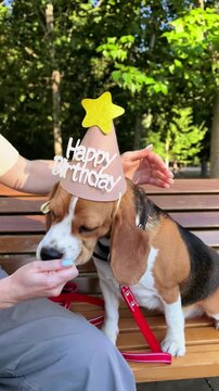 Beagle dog wearing a birthday hat receives a treat outdoors, joyful pet celebration, reward training, festive animal companionship and playful lifestyle.
