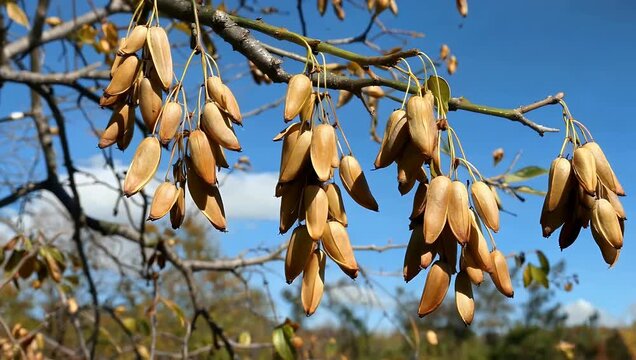 Golden-hour 4K Ultra HD B-roll of native tree seed pods dangling from branches swaying gracefully against glowing sunset light on a breezy afternoon to emphasize natural woodland textures