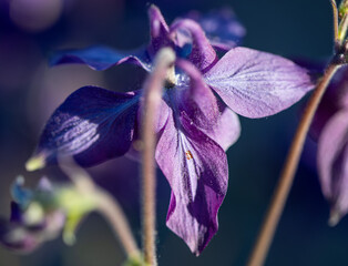 Purple flower close up © Hammerin Foto